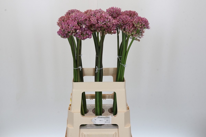 <h4>Allium Pink Jewel</h4>