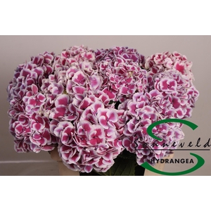 HYDR M MAG R HARL BL