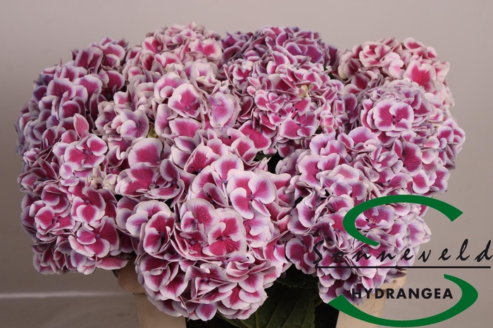 <h4>HYDR M MAG R HARL BL</h4>