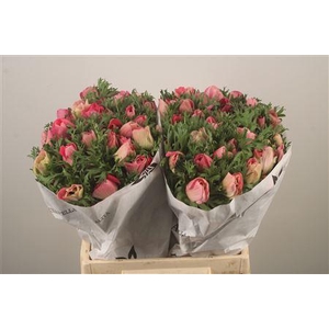 Anemone Mistral Shocking