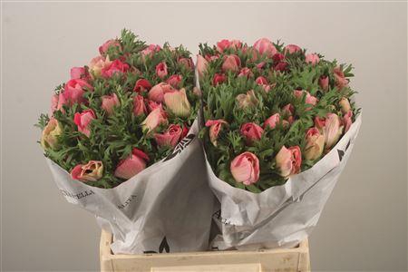 <h4>Anemone Mistral Shocking</h4>