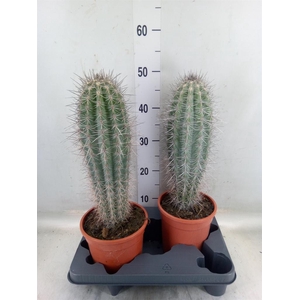 Pachycereus pringlei