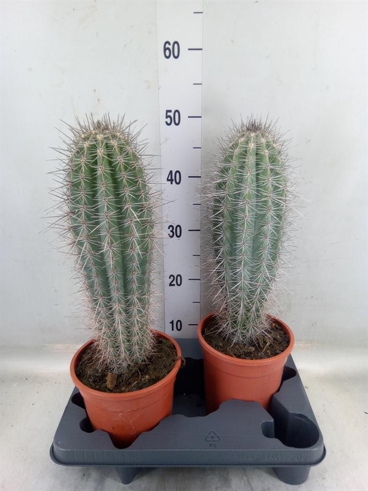 <h4>Pachycereus pringlei</h4>