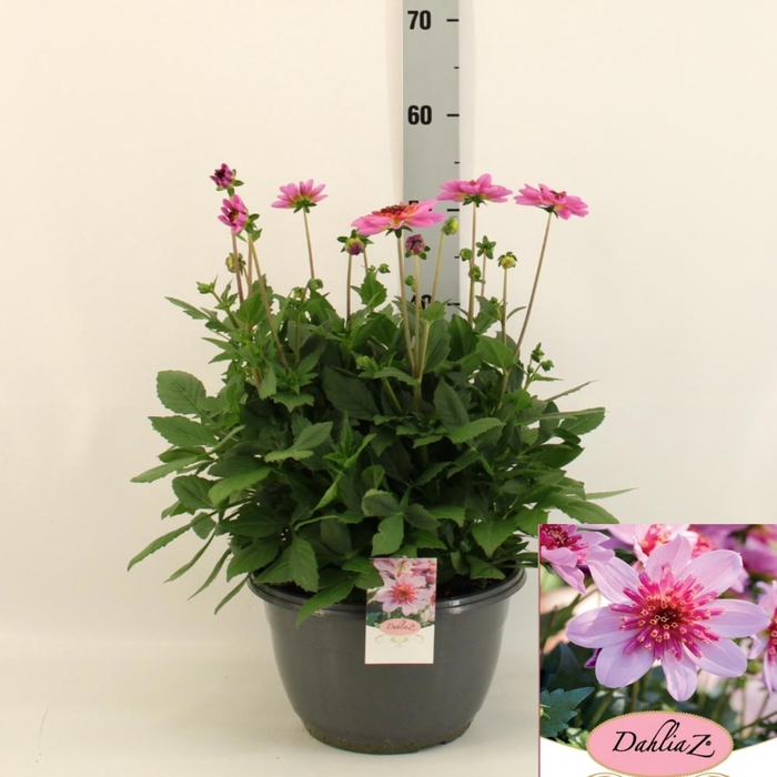 <h4>DAHL D M STARBU PINK</h4>
