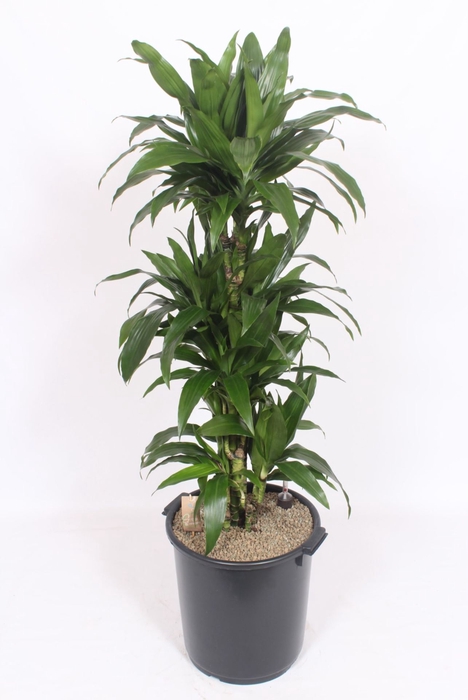 <h4>Dracaena Janet Craig</h4>