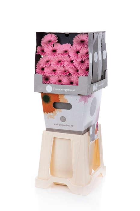 <h4>Germini Talent Diamond</h4>