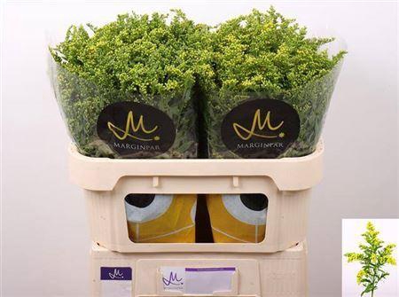 <h4>Solidago Carzan Glory 70cm 40 Gram</h4>