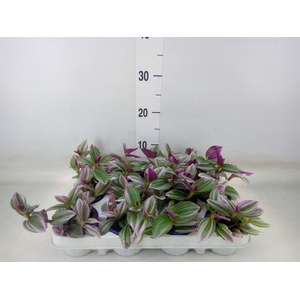 Tradescantia cerinth. 'Nanouk'