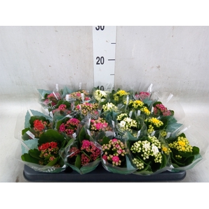 Kalanchoe blos. 'Rosalina'  ..mix 5