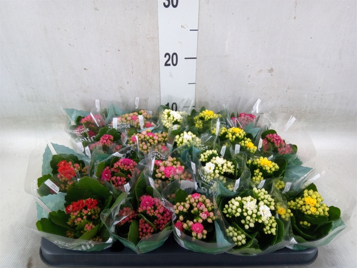 <h4>Kalanchoe blos. 'Rosalina'  ..mix 5</h4>