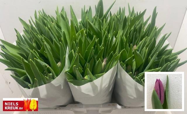 <h4>TU EN AMIGO</h4>