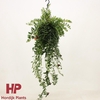 Aeschynanthus Caro Improved hangpot
