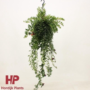 Aeschynanthus Caro Improved hangpot