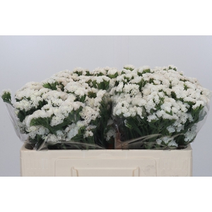 Limonium sinuatum White Starlight Wings