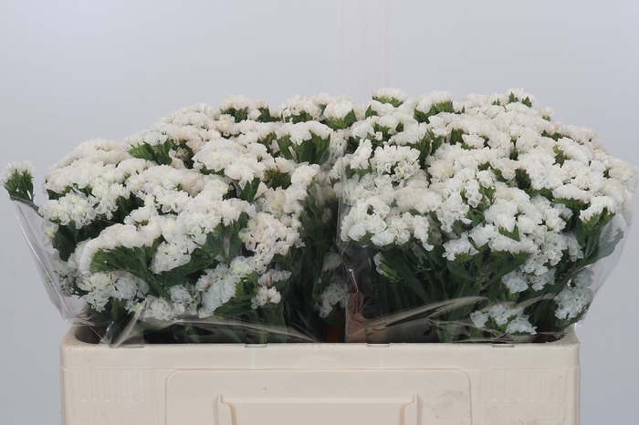 <h4>Limonium sinuatum White Starlight Wings</h4>