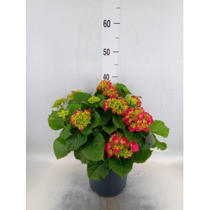 Hydrangea mac. 'Hi Fire'