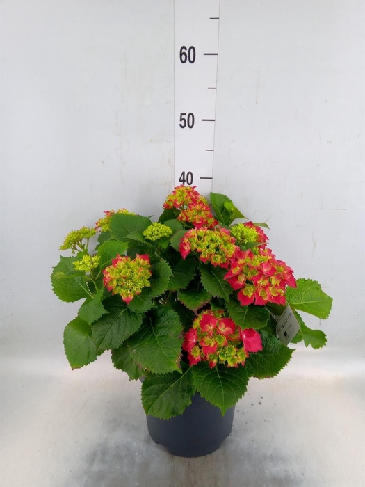 <h4>Hydrangea mac. 'Hi Fire'</h4>
