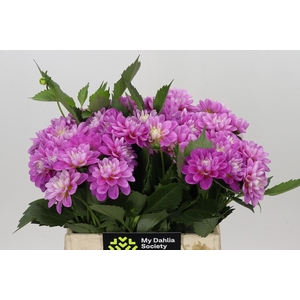 Dahlia Purple Onesta