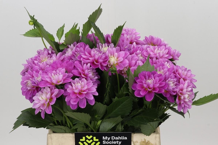 <h4>Dahlia Purple Onesta</h4>
