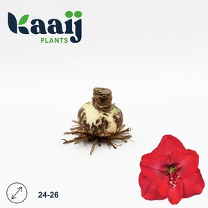 BLOEMBOL HIPPEASTRUM
