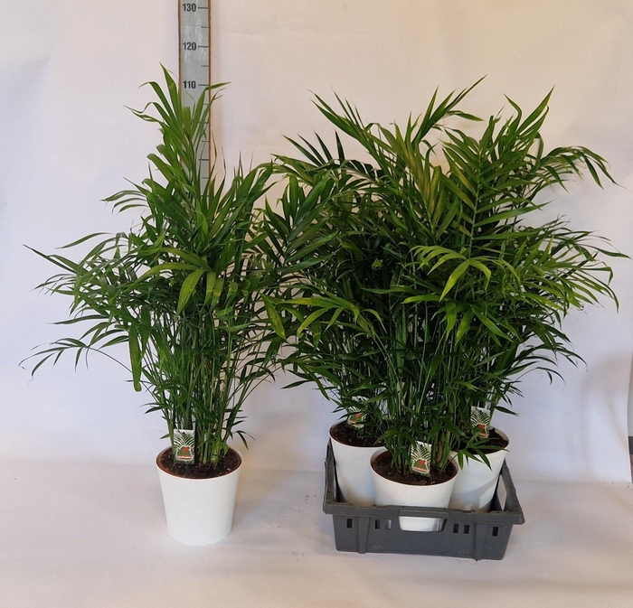 <h4>CHAMAED CATARACTARUM</h4>