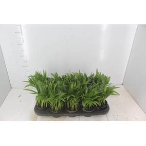 ARECA BAMBU P11