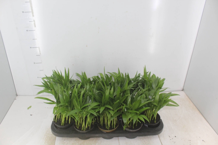 <h4>ARECA BAMBU P11</h4>