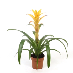 Guzmania Mirador