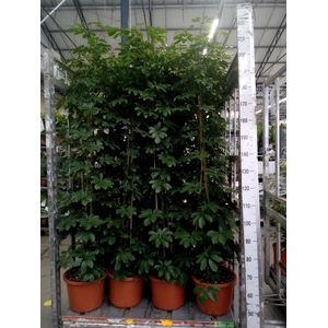 Schefflera arbor. 'Compacta'