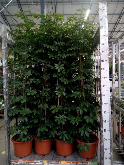 <h4>Schefflera arbor. 'Compacta'</h4>