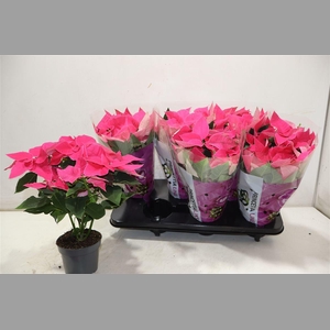 Euphor P Pri Da Pink