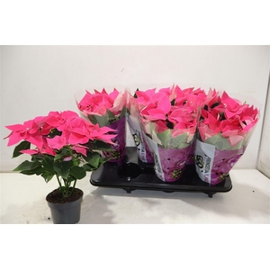 Euphor P Pri Da Pink