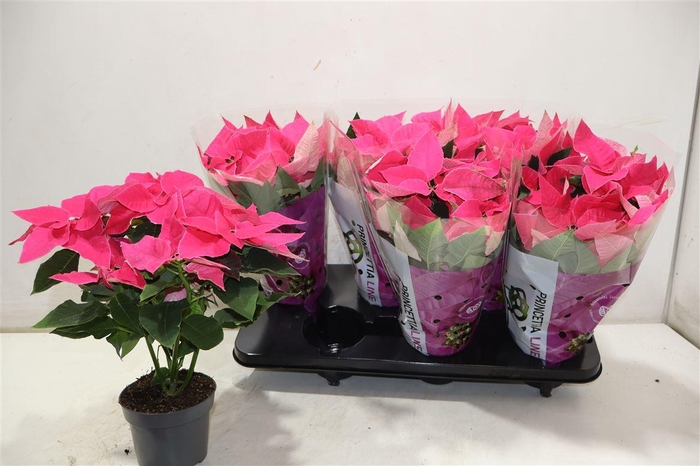 <h4>Euphor P Pri Da Pink</h4>