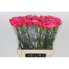 Dianthus St Bizet