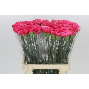 Dianthus St Bizet