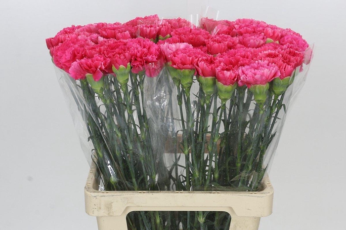 Dianthus St Bizet