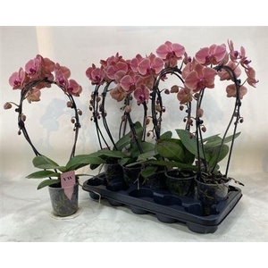 Phal Ov Oranje 2 Branches 16+