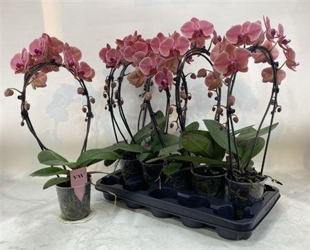 <h4>Phal Ov Oranje 2 Branches 16+</h4>
