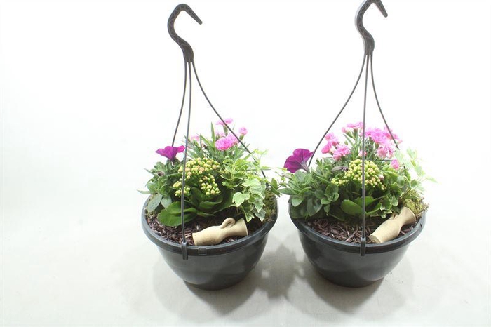 <h4>1248 HANGPOT PINK BT</h4>