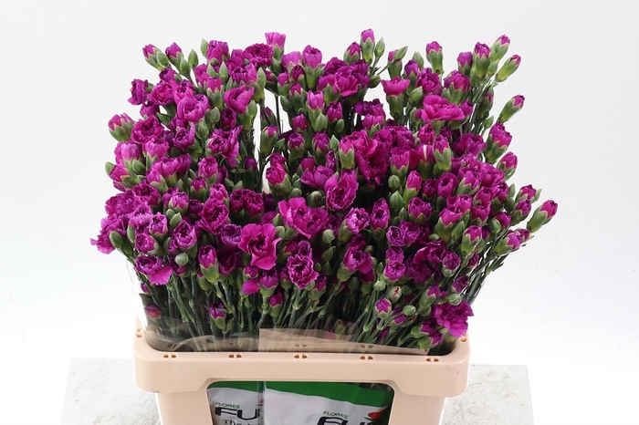 <h4>Di Tr Jacaranda select x5</h4>