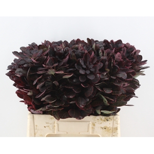 Coti C Royal Purple