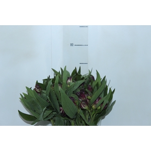 ALSTROEMERIA YAMUNA 080 CM