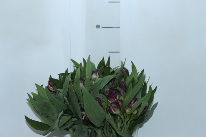 <h4>ALSTROEMERIA YAMUNA 080 CM</h4>