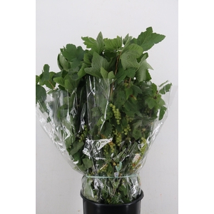 RIBES 400GR