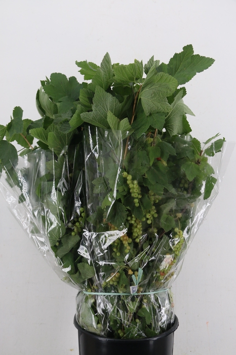 <h4>RIBES 400GR</h4>