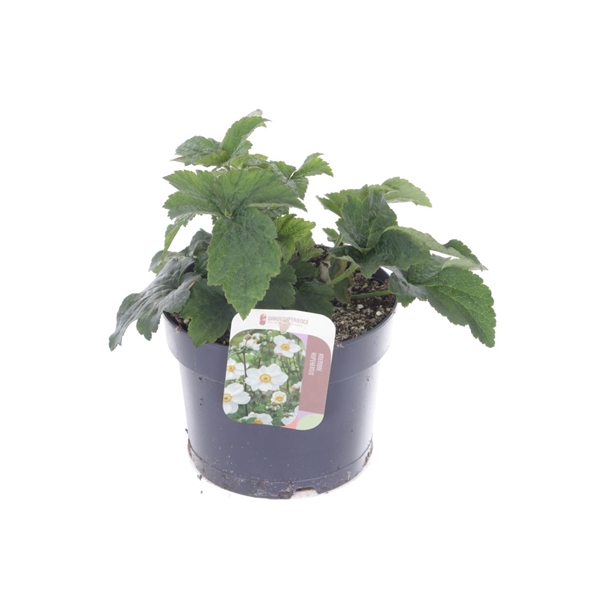 <h4>Anemone hybr. Andrea Atkinson</h4>