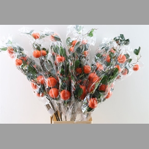 Stem Clementine Plant Orange L90w30h20