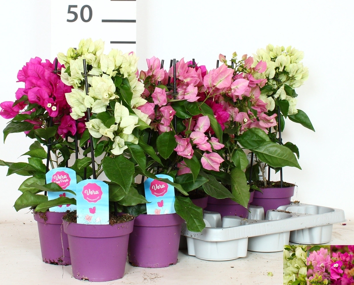 <h4>BOUGAINV OV</h4>