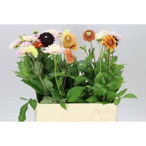 Dahlia Mixed