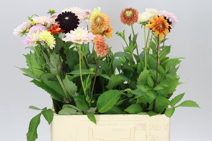 <h4>Dahlia Mixed</h4>